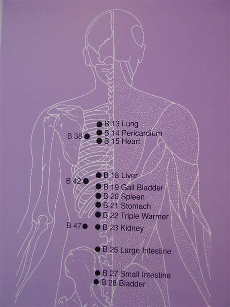 Acupuncture Points For Back