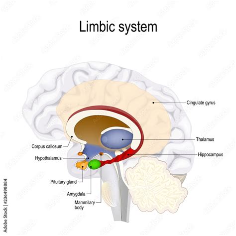 Image result for Limbic System Function Animation