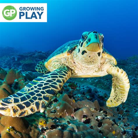 Loggerhead Turtle 的图像结果