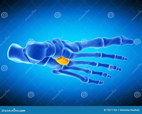 The lateral cuneiform bone stock illustration. Illustration of medical - 73211762