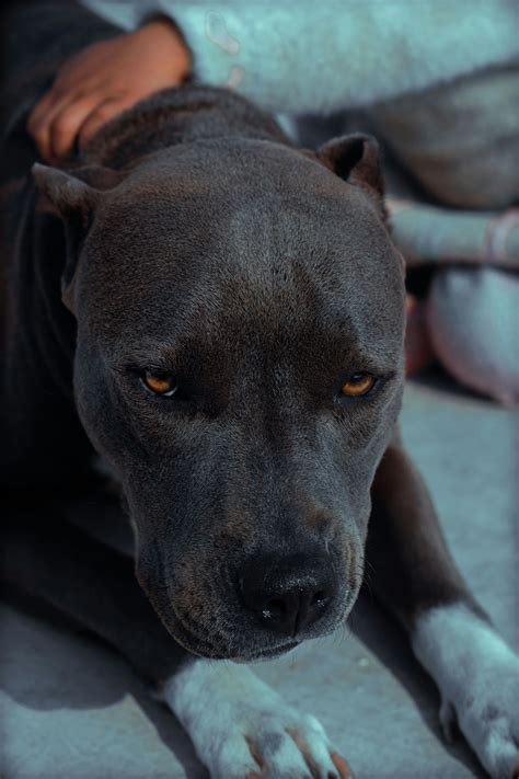 Black Pitbull Dogs