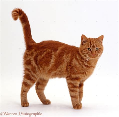Cat Names For Ginger Cats Male at Jessica Franz blog