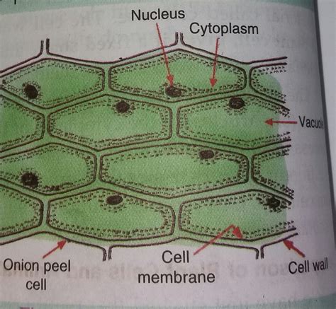 Onion Epidermal Cell Structure at Paul Abbott blog