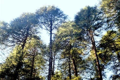 The Deodara- Silviculture of Cedrus deodara-Know your trees - Forestry ...