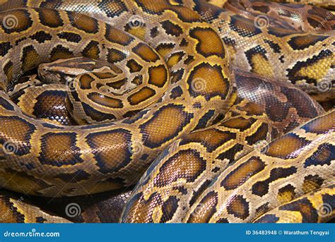 Wild Python Snakes 的图像结果