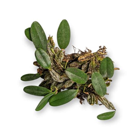 Orchids on Sale: Shop Our Collection of Exotic Orchids - Soiled