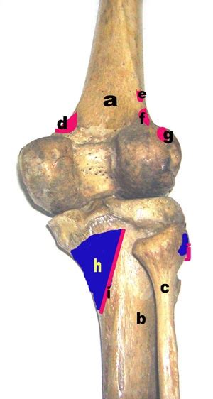 Regional anatomy at a glance