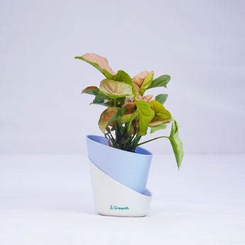 Syngonium Pink Neon Plant – Greenth