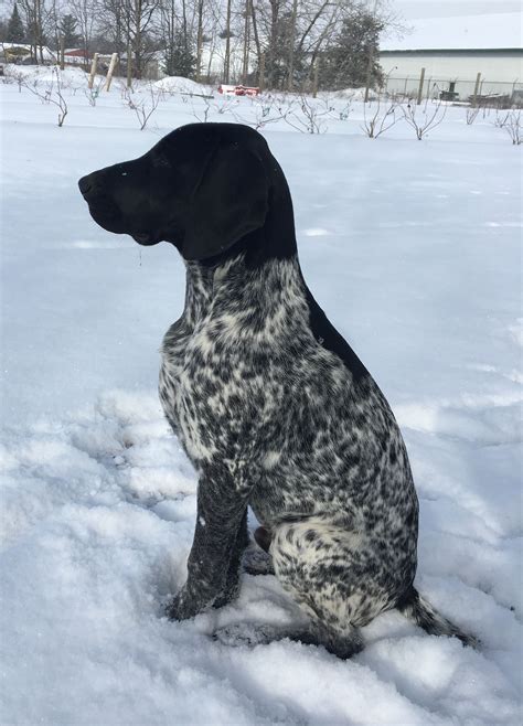Cole. 4 months old. Black and white German Shorthair Pointer. | Pointer ...