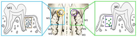 In Vivo Micro-Computed Tomography for Evaluation of Osteogenic ...