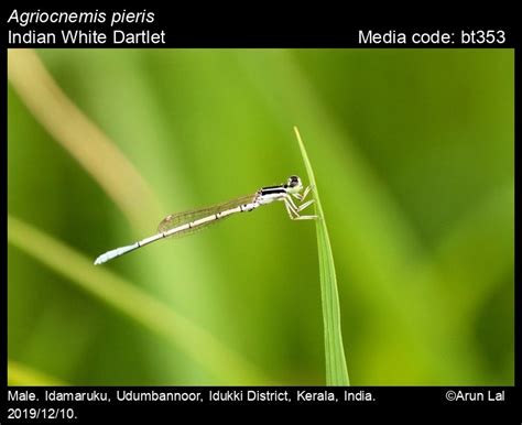 Agriocnemis pieris Laidlaw, 1919 - Indian White Dartlet | Odonata
