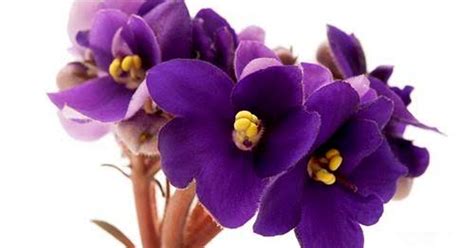 Африканская фиалка. Ботаническое название: Сенполия. — Teletype