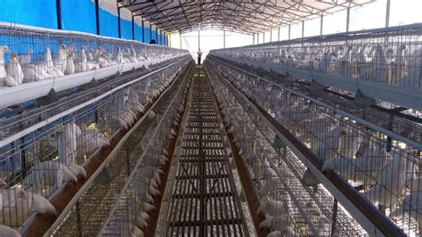 Poultry: बिजली मिल रही कमर्शियल रेट पर, लेकिन पोल्ट्री की कैटेगिरी तय ...
