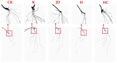 Effects of Artificially Modified Microbial Communities on the Root ...