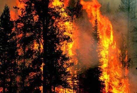 亚马逊雨林大火又重现！7月份着火数千起！火灾频发的原因很无语_巴西