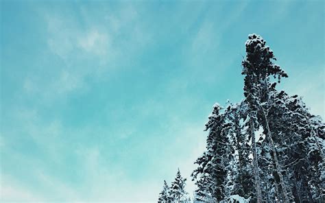 Download wallpaper 1920x1200 forest, trees, snowy, tops, sky, winter ...