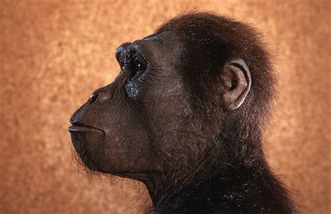 Image result for Lucy Evolution