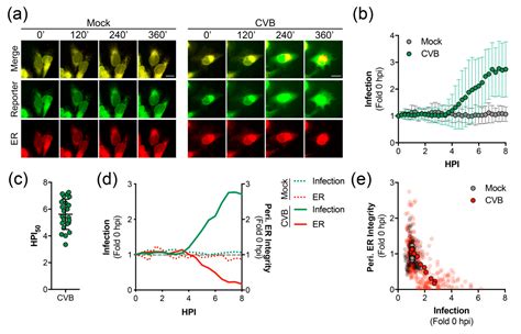 Imaging-Based Reporter Systems to Define CVB-Induced Membrane ...