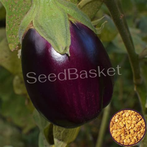 Buy Brinjal Purple Round Non Hybrid seeds online