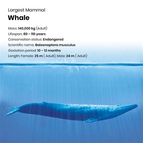 What Is the Gestation Period for a Blue Whale