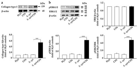 Probiotic Activity of Staphylococcus epidermidis Induces Collagen Type ...