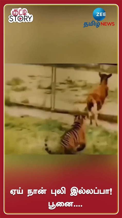 Comedy Tiger Acts Like Comedian Vadivelu Video Goes Viral | வடிவேலு ...