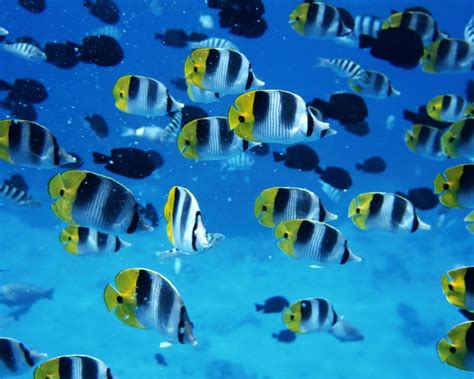 海洋动物电脑主题桌面壁纸，高清动物电脑桌面壁纸图片大全 | 犀牛图片网