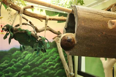 Image result for Linne's Two-Toed Sloth