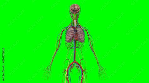 Science Human Body 的图像结果