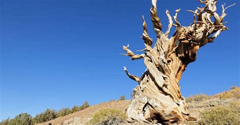 Exploded Tree 的图像结果