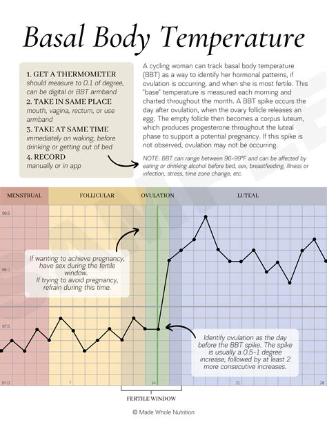 Basal Body Temperature Handout — Functional Health Research + Resources — Made Whole Nutrition
