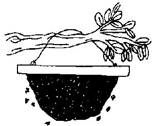 D. Los Usos de la Cera