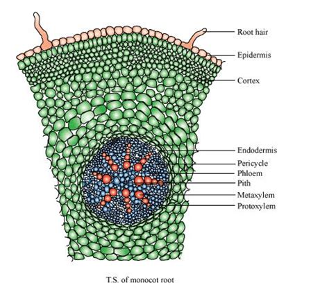 Draw illustrations to bring out anatomical difference between(a ...