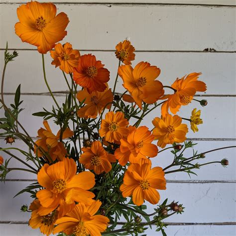 Cosmos Bright Light Mix - Floramama