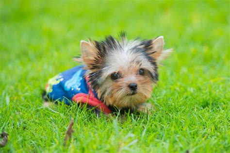 How Much Does a Teacup Yorkie Cost? (2026 Price Guide)