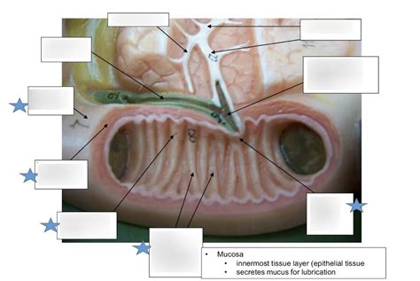 duodenum anatomy Diagram | Quizlet