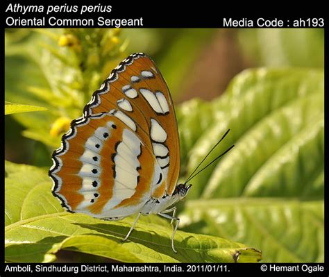 Athyma perius | Butterfly