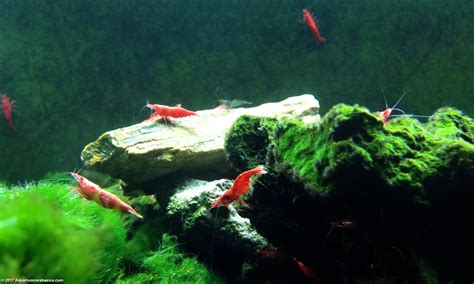 Red Cherry Shrimp Eating Algae Off Aquarium Glass