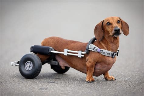 Dachshund Tries Out New Wheels Picture | Amazing animals from around ...