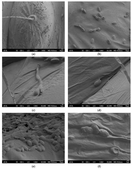 Low Efficacy of Isaria fumosorosea against Box Tree Moth Cydalima ...