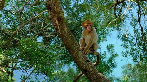 Download wallpaper 3840x2160 monkey, tree, twigs, tropics 4k uhd 16:9 ...