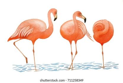 Image result for Flamingo 12 Book Design