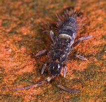 Image result for Springtail vs Termite