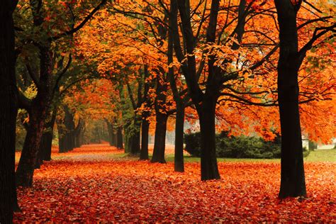 Image result for Outside Fall Trees