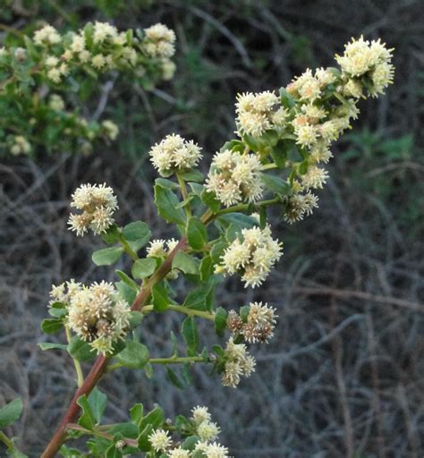Baccharis Pilularis