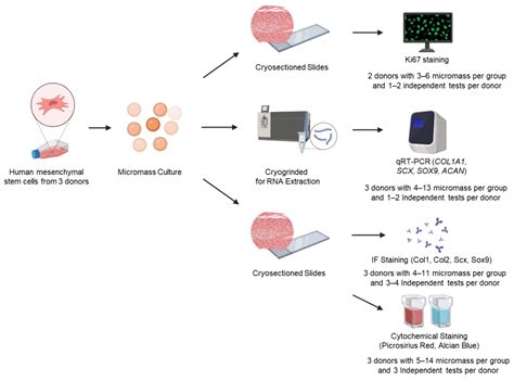 The Characterization of Serum-Free Media on Human Mesenchymal Stem Cell ...