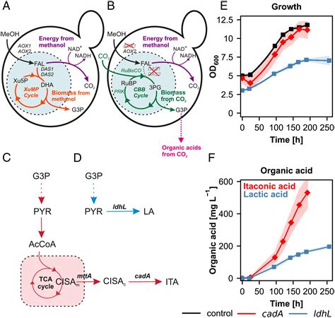 Conversion of CO2 into organic acids by engineered autotrophic yeast | PNAS