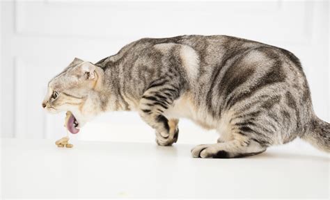 An Overview of Kidney Disease in Cats | Oakland Veterinary Referral Services