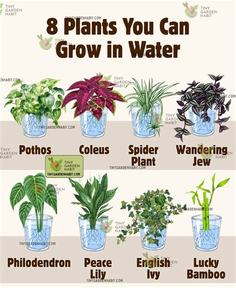 Pin by Jamie Thompson on Gardens, Flowers, & Plants | Plant care ...