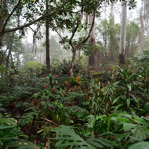 KONA CLOUD FOREST SANCTUARY (2026) All You Need to Know BEFORE You Go ...